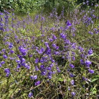 Utricularia reticulata Sm.