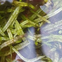 Utricularia reticulata Sm.