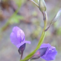 Utricularia reticulata Sm.