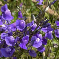 Utricularia reticulata Sm.