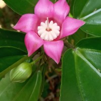 <i>Blakea laevigata</i>  D.Don