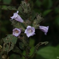 Strobilanthes nockii Trimen