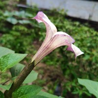 Datura metel L.