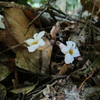 Gastrodia gunatillekeorum Bandara, Priyankara & Kumar