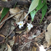 Gastrodia gunatillekeorum Bandara, Priyankara & Kumar