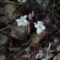Gastrodia gunatillekeorum Bandara, Priyankara & Kumar