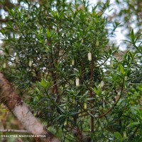 Gaertnera ternifolia Thwaites