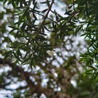 Gaertnera ternifolia Thwaites