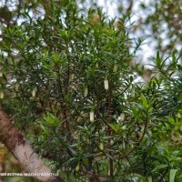 Gaertnera ternifolia Thwaites