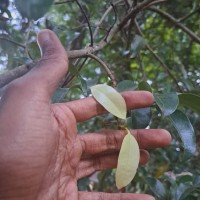 Cinnamomum citriodorum Thwaites