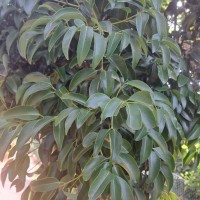 <i>Cinnamomum citriodorum</i>  Thwaites