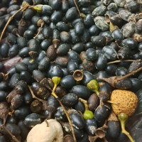 Cinnamomum citriodorum Thwaites