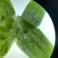 Lemna aequinoctialis Welw.