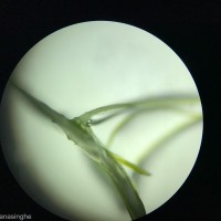 Lemna aequinoctialis Welw.