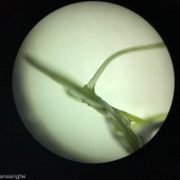 Lemna aequinoctialis Welw.