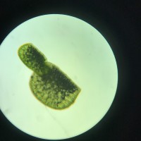 Wolffia neglecta Landolt