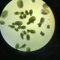 Wolffia neglecta Landolt