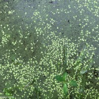 Wolffia neglecta Landolt