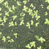 Wolffia neglecta Landolt