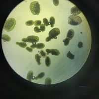 <i>Wolffia neglecta</i> Landolt