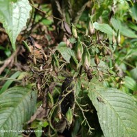 Barleria vestita T.Anderson