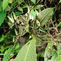 Barleria vestita T.Anderson