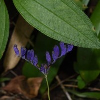 Burmannia disticha L.