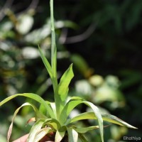 Burmannia disticha L.