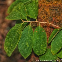 Bridelia moonii Thwaites