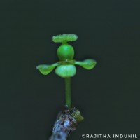 Drypetes sepiaria (Wight & Arn.) Pax & K.Hoffm.