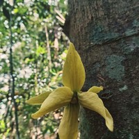 Monoon acuminatum (Thwaites) B.Xue & R.M.K.Saunders