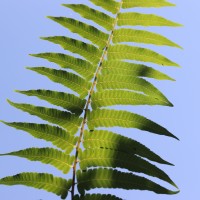 Diplazium esculentum  (Retz.) Sw.