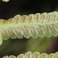 Diplazium esculentum  (Retz.) Sw.