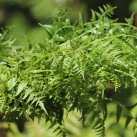 Diplazium esculentum  (Retz.) Sw.