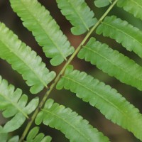 Diplazium esculentum  (Retz.) Sw.