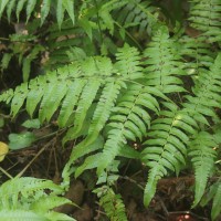 Diplazium esculentum  (Retz.) Sw.