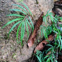 Elatostema lineolatum var. falcigerum Wedd.