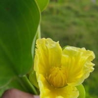Limnocharis flava (L.) Buchenau