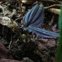 Liparis wightiana Thwaites