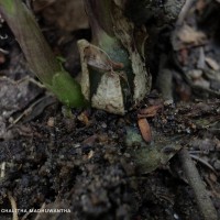 Liparis wightiana Thwaites