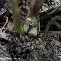 Liparis wightiana Thwaites