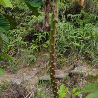 Lobelia nicotianifolia Roth