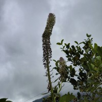 Lobelia nicotianifolia Roth