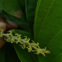 Mallotus rhamnifolius (Willd.) Müll.Arg.