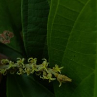 Mallotus rhamnifolius (Willd.) Müll.Arg.