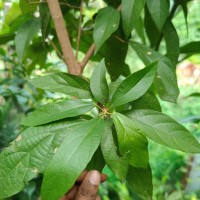 Mallotus rhamnifolius (Willd.) Müll.Arg.