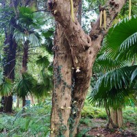 Parmentiera cereifera Seem.