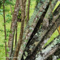 Parmentiera cereifera Seem.