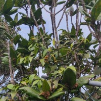 Piper zeylanicum Miq.