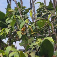 Piper zeylanicum Miq.